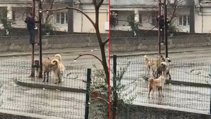 Sokak köpeklerinden korkup elektrik direğine tırmanan küçük çocuğun korku dolu anları kamerada