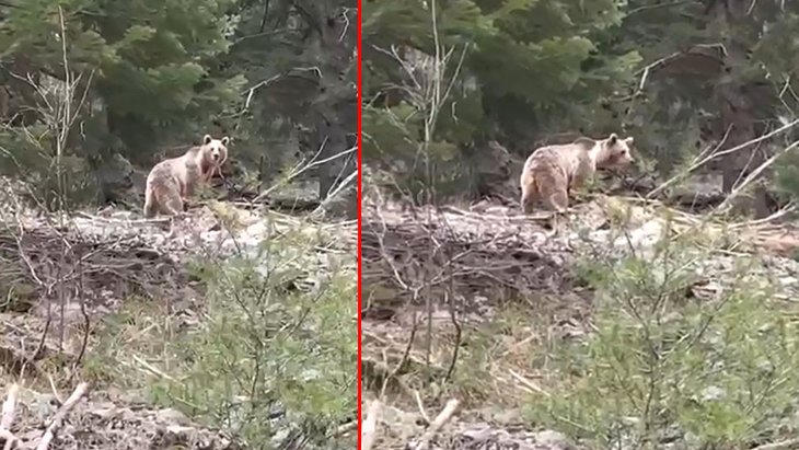 Vatandaşlar ormanda karşılaştıkları ayıya övgüler yağdırdı: Maşallah, şunun güzelliğini görüyor musun?