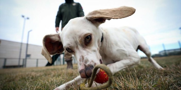 Yerli Irk Av Köpekleri İlk Defa 'dedektör Köpek' Olarak Kullanılacak