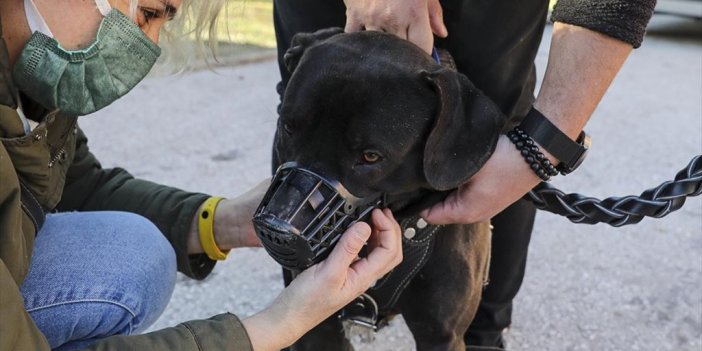 Yasaklı 6 Köpek Irkının Kayda Alınma Sürecinde Son Gün Hareketliliği Yaşandı