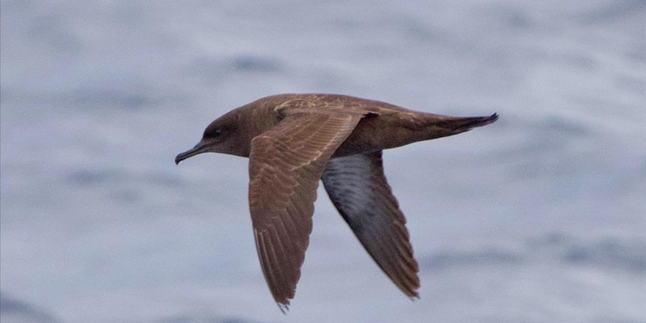 Okyanuslarda yaşayan 'kül rengi yelkovan kuşu' ilk kez Hatay'da görüldü