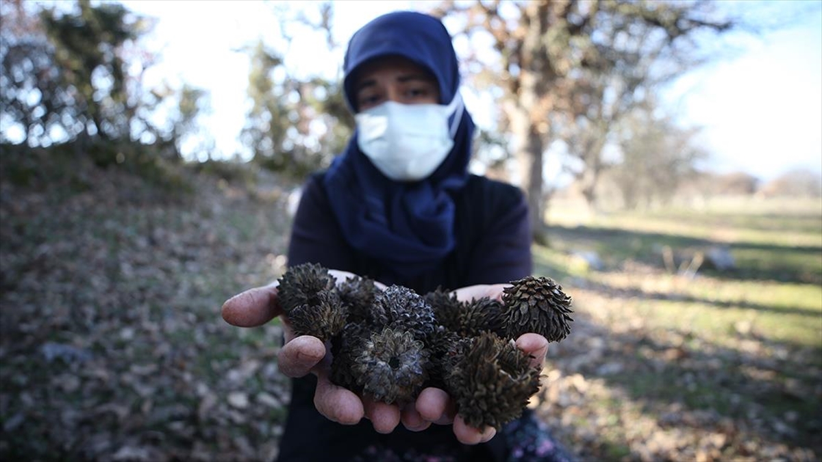 Balıkesir'de Meşe Kozalakları Mahallelinin Geçim Kaynağı Oldu