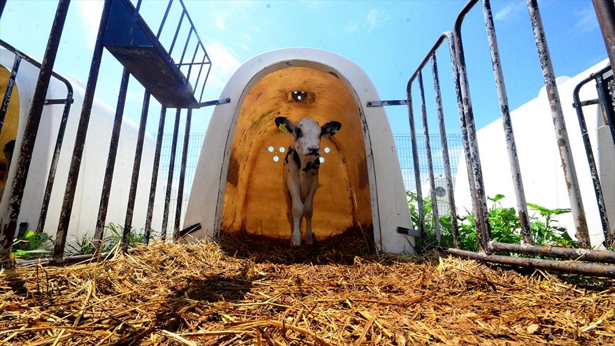 Hayvancılık Yatırımlarında Aslan Payı Hastalıklarla Mücadeleye Ayrıldı