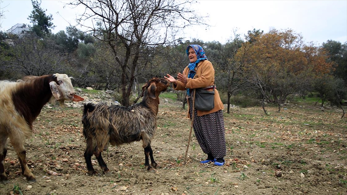Torosların Kadın Çobanı Hayvanlarına Evladı Gibi Bakıyor