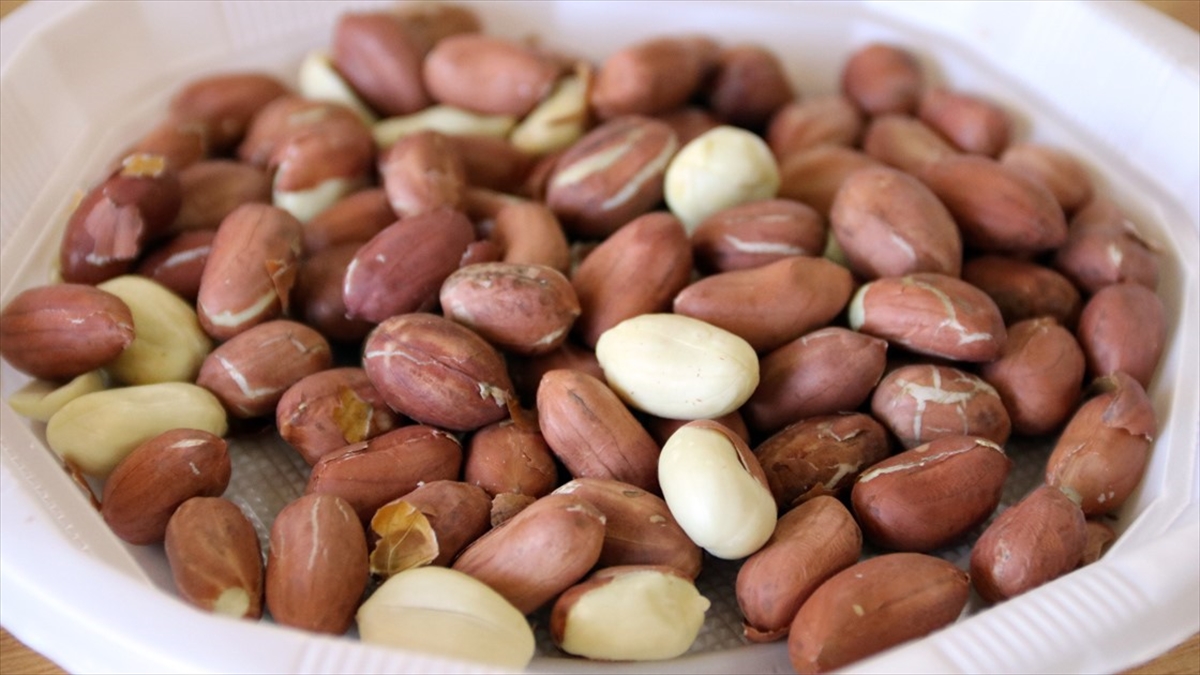 Yer Fıstığı Alerjisi Erken Tedaviyle Önlenebilir