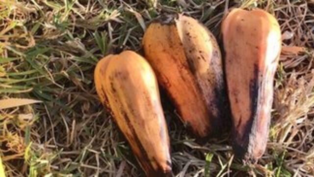 'Sahte muz': 100 milyondan fazla kişiyi doyurabilecek 'hayat kurtarıcı' süper gıda