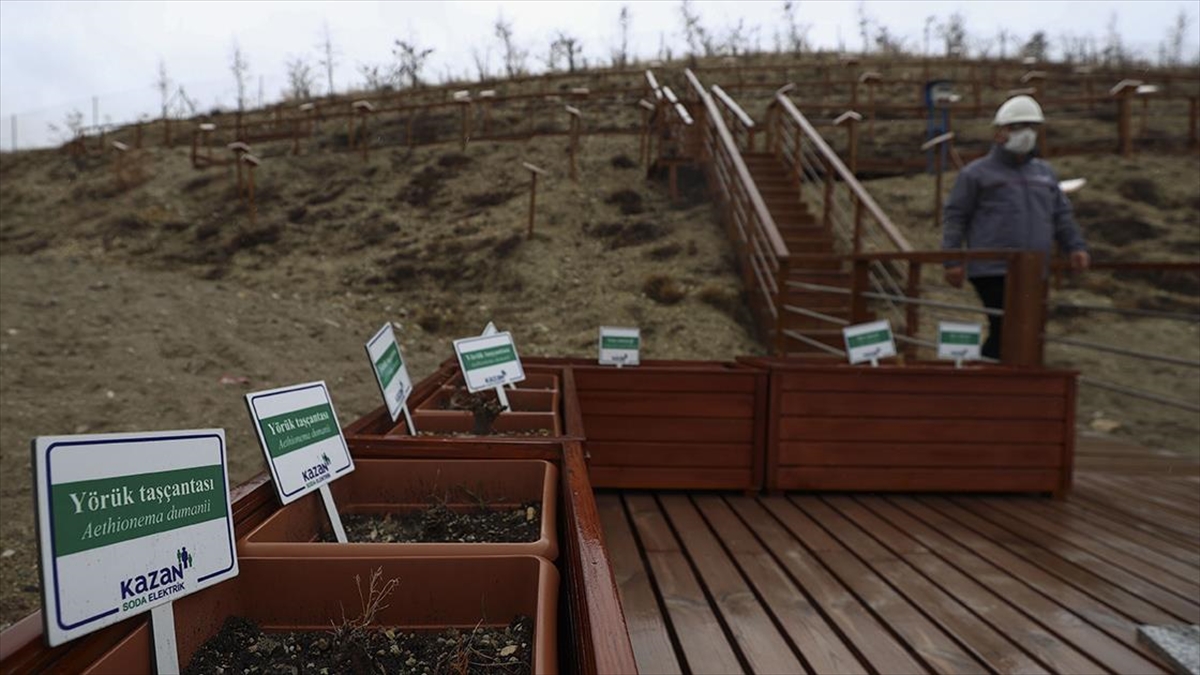 Türk Kimya Şirketi Bölgesindeki Endemik Bitki Türlerini Yerinde Koruyor