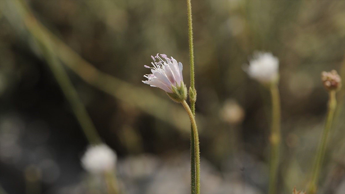 İzmir'de Keşfedilen Yeni Bitki Türü Bilim Dünyasına Kazandırıldı