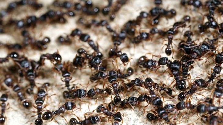 Dil öğrenmek için geldiği Sudan'da karınca istilası sayesinde patron oldu