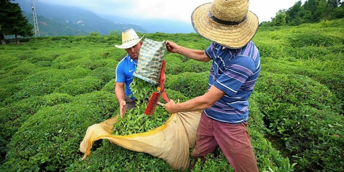 Kar, Çayda Kalite Ve Verimi Artıracak
