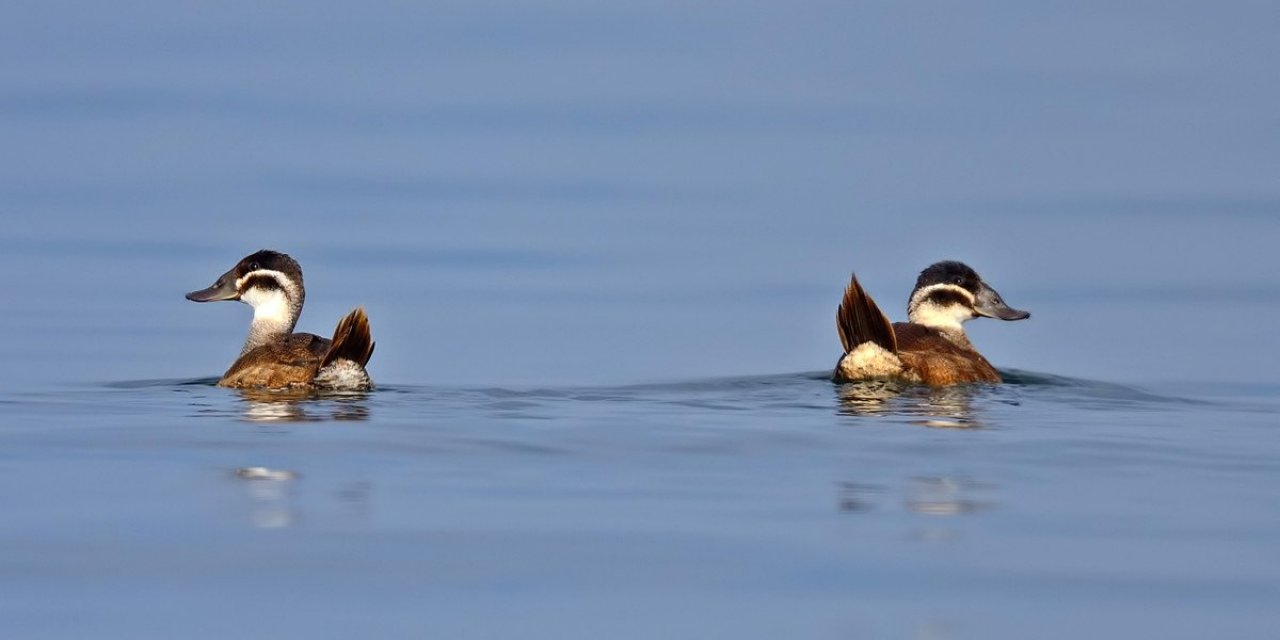 Dikkuyruk ördeği, Burdur Gölü'nü artık terk etti