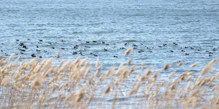 Sapanca Gölü'ndeki Kuş Popülasyonu Kış Ortası Sayımıyla Kayda Alınıyor