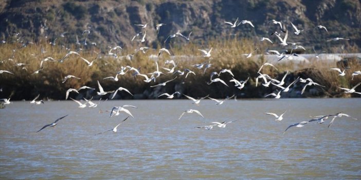 Türkiye'nin En Güneyindeki Sulak Alanda 291 Kuş Türü Kayıt Altına Alındı