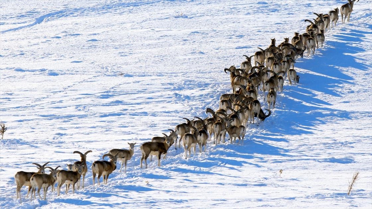 'Anadolu Cerenleri' Konya'daki Yaşam Alanlarında Hassasiyetle Korunuyor