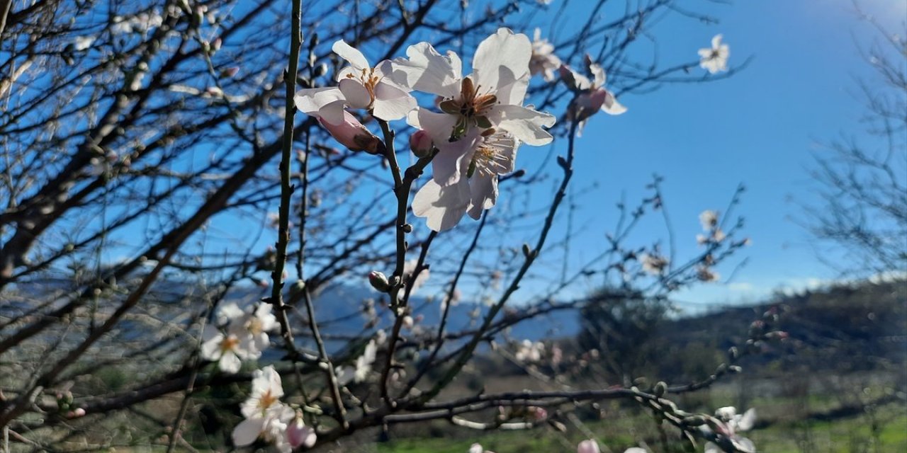 Mersin'deki yangınlarda zarar gören badem ağaçları çiçek açtı