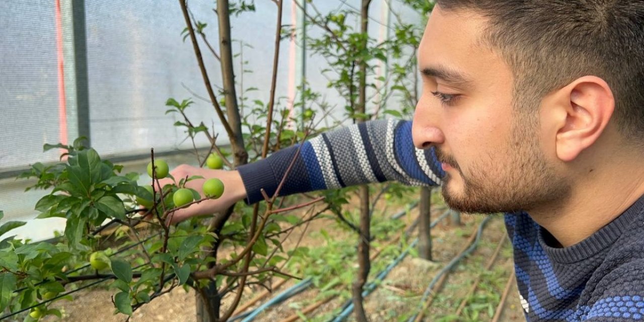 Kış ortasında Bursa'da erik hasadı yapıldı
