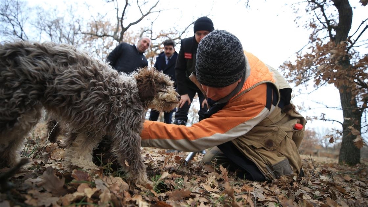 Özel Eğitimli Köpeklerle "kralların Yiyeceğini" Topluyorlar