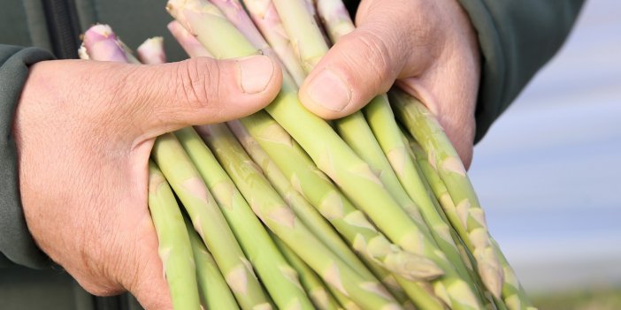 AYDIN BÜYÜKŞEHİR BELEDİYESİ’NİN ÇİFTÇİ MERKEZİ’NDEKİ KUŞKONMAZLARDAN ERKENCİ HASAT YAPILDI
