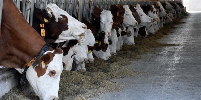 Büyükbaş Hayvan Sayısı 18 Milyon, Küçükbaş Hayvan Sayısı 57,5 Milyon Oldu