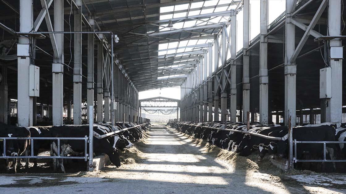 Hayvancılık Sektöründe Metan Gazı Salınımını Azaltmaya Yönelik İş Birliği Başlatıldı