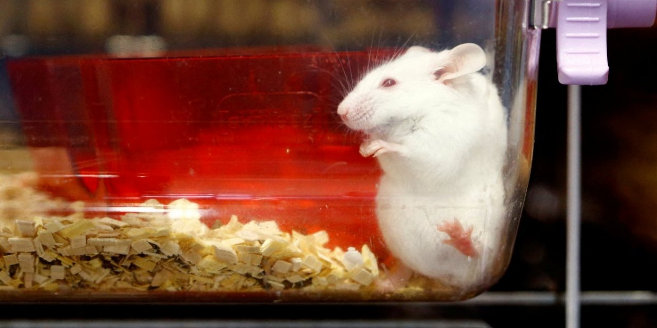 İsviçre'de halkın yüzde 79'u hayvan deneylerini destekledi