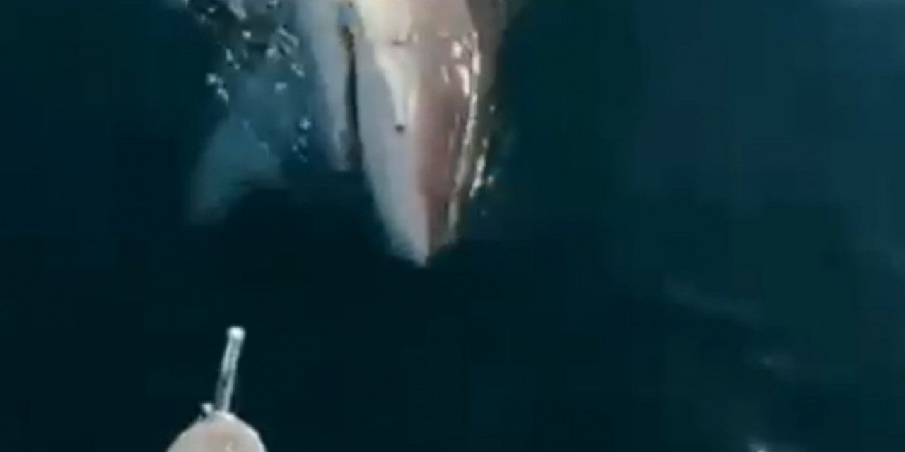 Antalya'da bir balıkçının oltasına dev köpek balığı takıldı