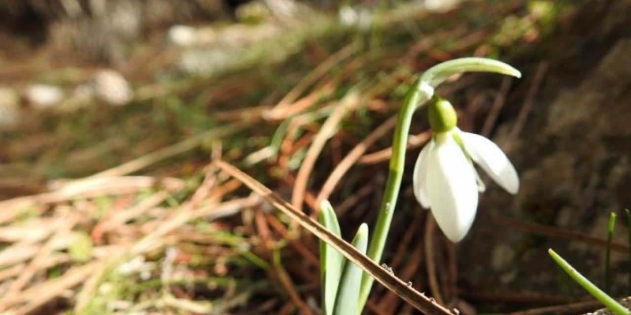Manisa'nın Spil Dağı Milli Parkı'ndaki kardelenler çiçek açtı