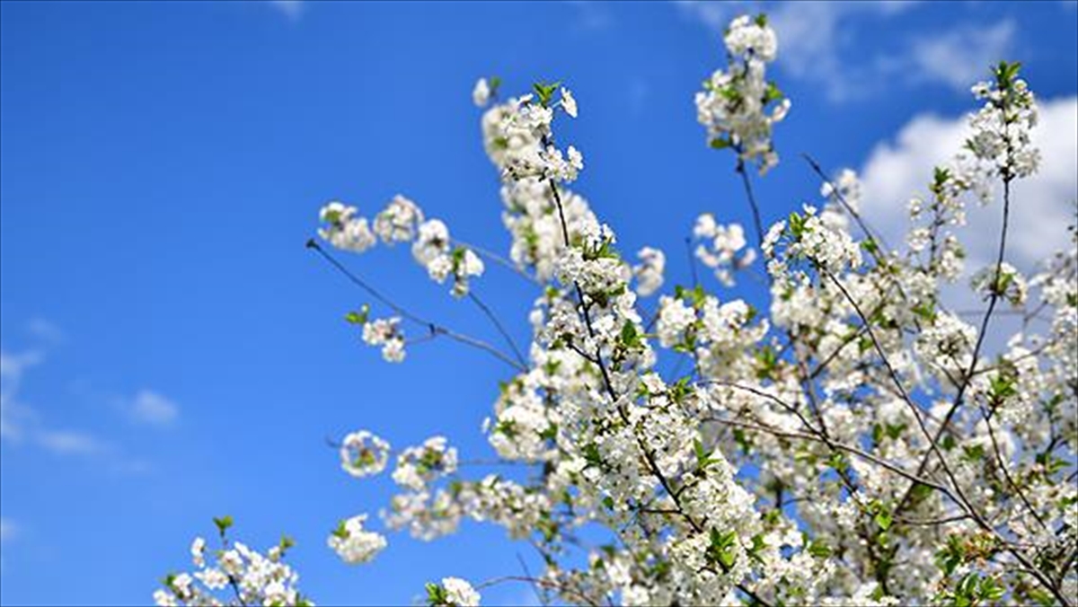 Baharın Müjdecisi Cemrelerden İlki 19-20 Şubat'ta Havaya Düşecek