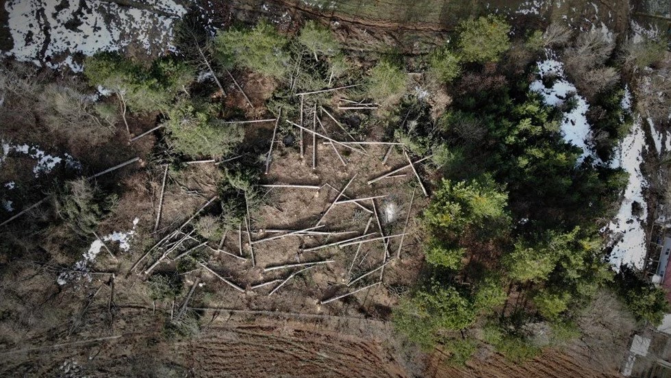 Milli Emlak’tan kiralanan ormanda ağaç katliamı