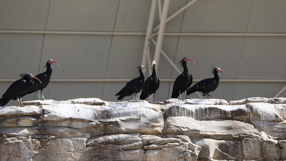 Koruma Altındaki Kelaynaklarda Yüksek Yavru Beklentisi