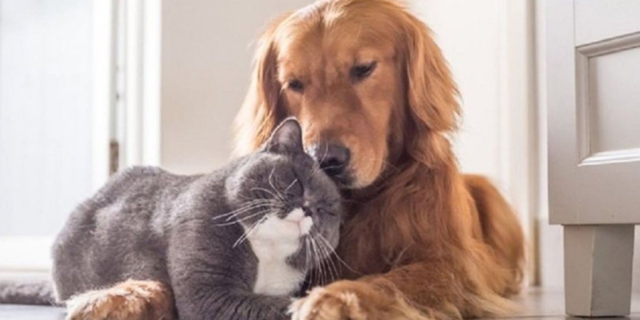 İspanya'da hayvanlara kötü muameleye 2 yıla kadar hapis cezası