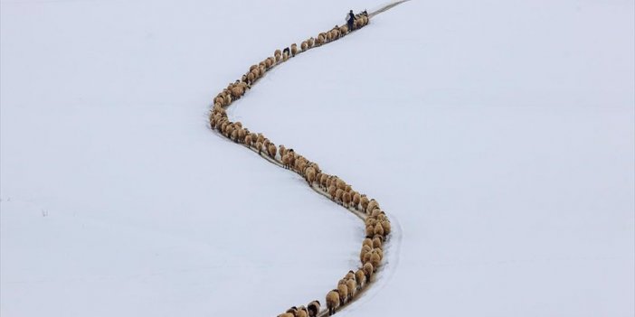 Besiciler Hayvanları İçin Kışın Çetin Şartlarına Göğüs Geriyor