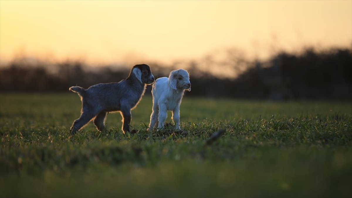 Besicilerin Tatlı Telaşı: Oğlak Ve Kuzular