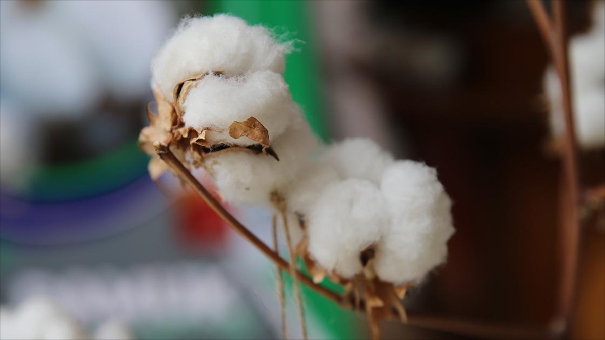 Türkiye'de Bu Yıl Lif Pamuk Üretim Hedefi 1 Milyon Ton