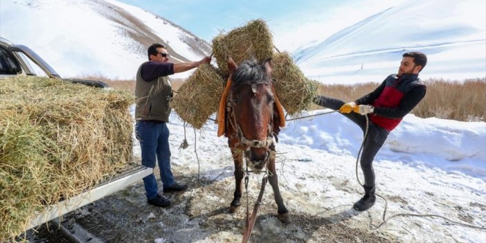 Van'da Yaban Keçileri İçin Pagan Dağı'na Atlarla Ot Taşıdılar
