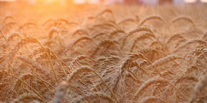 Rusya İle Ukrayna Arasındaki Savaş Küresel Buğday Piyasalarını Derinden Sarsabilir
