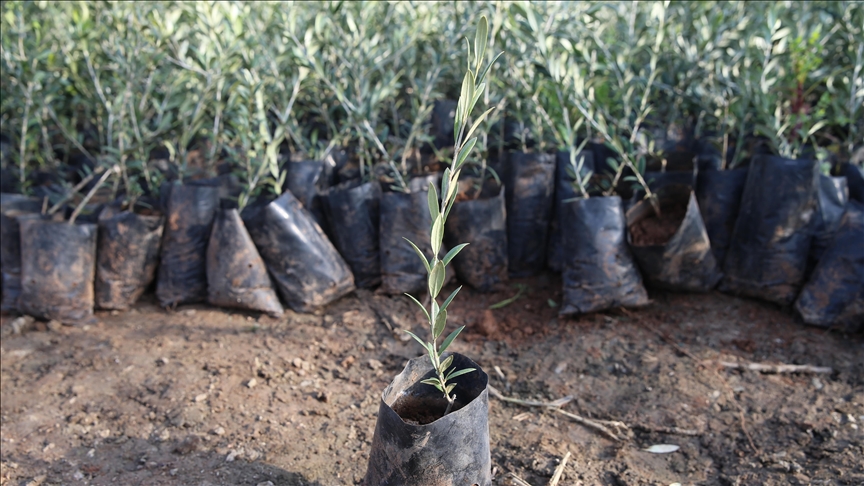 Ağaç tohumları 18 ay süren çalışmayla fidana dönüşüyor