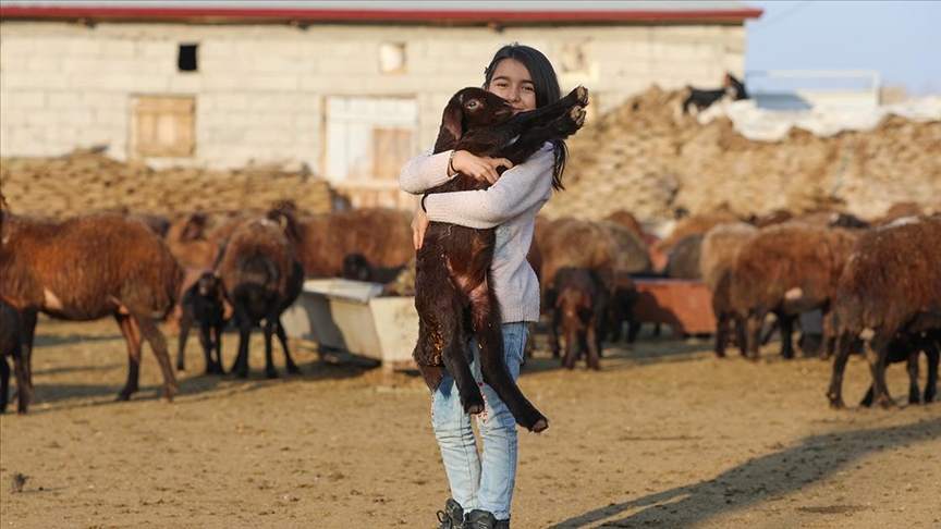 'Doğu'nun Çukurovası' yeni doğan kuzu ve oğlaklarla şenleniyor