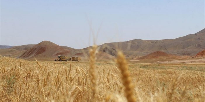 Türkiye'nin Hasat Sezonuna Kadar Yeterli Buğdayı Bulunuyor