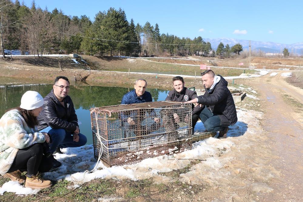 Sazan balıklarının katili kapana yakalandı