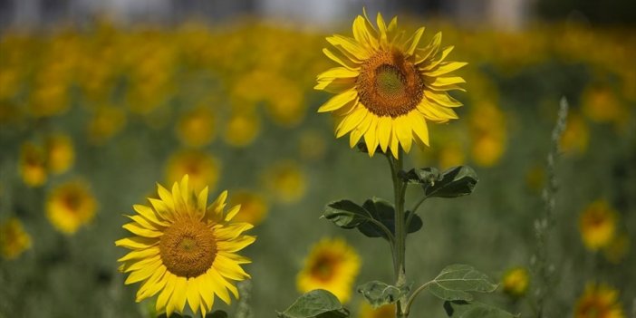 Ayçiçeği İthalatında Rusya Ve Ukrayna'ya Alternatif 4 Pazar