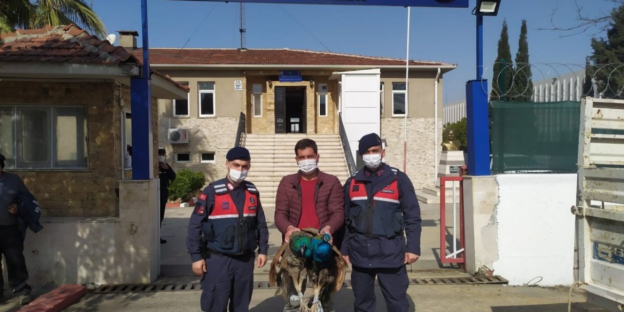 Denizli'deki hırsızlık çetesi, çalınan tavus kuşlarını yeme kavgası yaptı