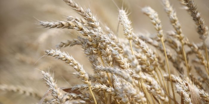 Buğday Fiyatları, Haftalık Bazda Yüzde 40'ın Üzerinde Artarak 12 Doları Aştı