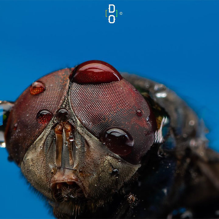 Görünce 'Bu Hayvan Böyle miymiş?' Diyeceğiniz Yakın Çekim 20 Fotoğraf