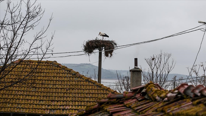 'Yaren' leylek 11'inci göç yılında Uluabat Gölü manzaralı yuvasına yerleşti