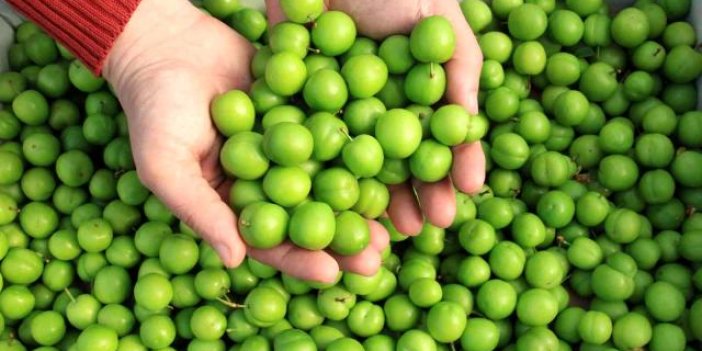 Turfanda örtü altı "can erik" hasadı başladı! İşte Kg. Fiyatı