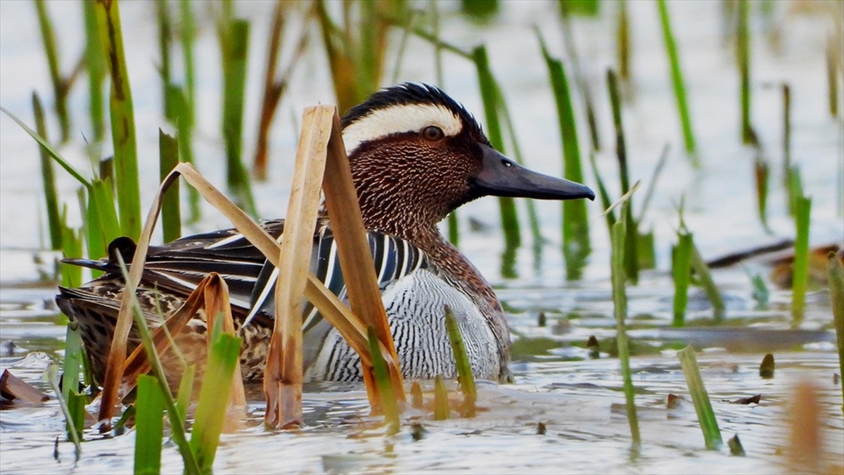 Hersek Lagünü'nde 'Çıkrıkçın Ördeği' Kayıt Altına Alındı
