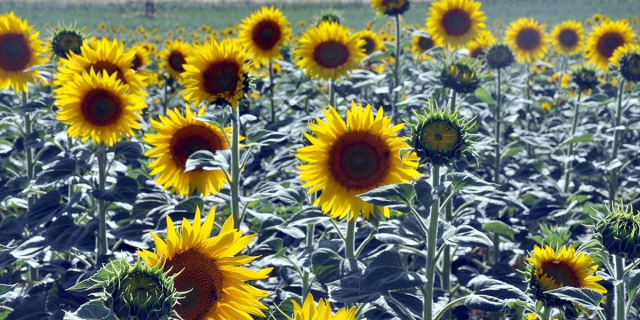 Ayçiçeği Üretiminde 4 İlde 7 Bölgeye Daha Destek Verilecek