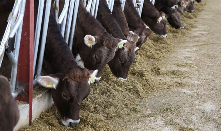 Erdoğan indirim yapılacak demişti: Yem fiyatlarına zam yapıldı