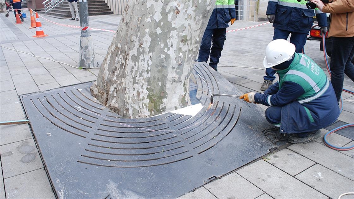 Pendik Belediyesi, İlçe Merkezindeki Çınarların Bakımına Başladı